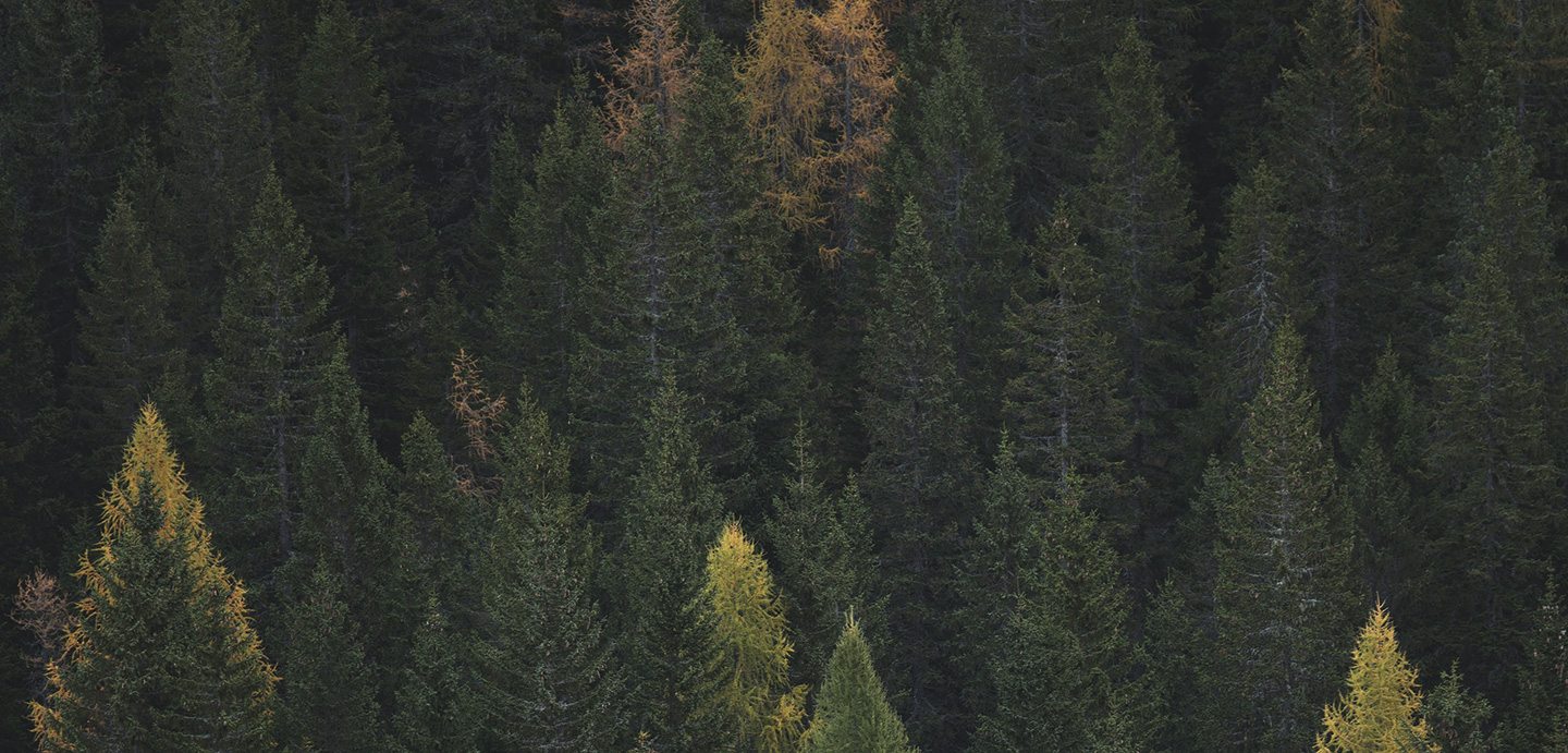 El bosque de Flax & Kale