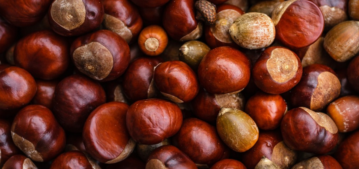 Properties of chestnuts